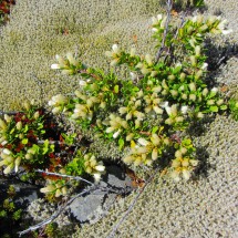 White flowers in moss